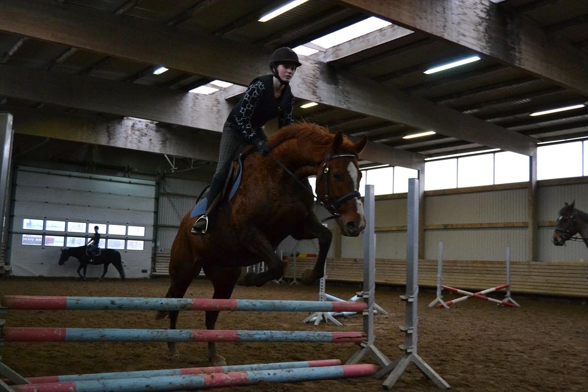 Anden særlig race Bonus himmel hest  billede 7