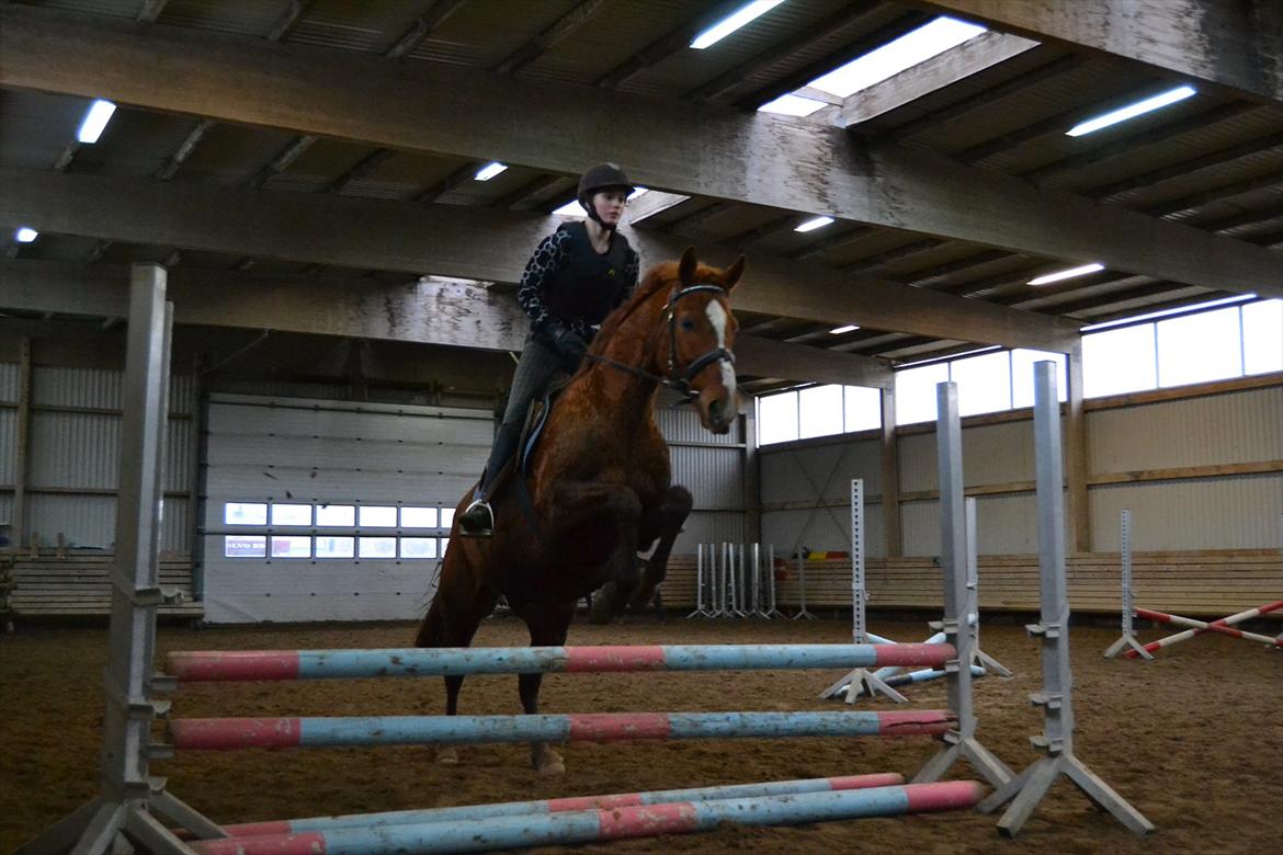 Anden særlig race Bonus himmel hest  billede 9