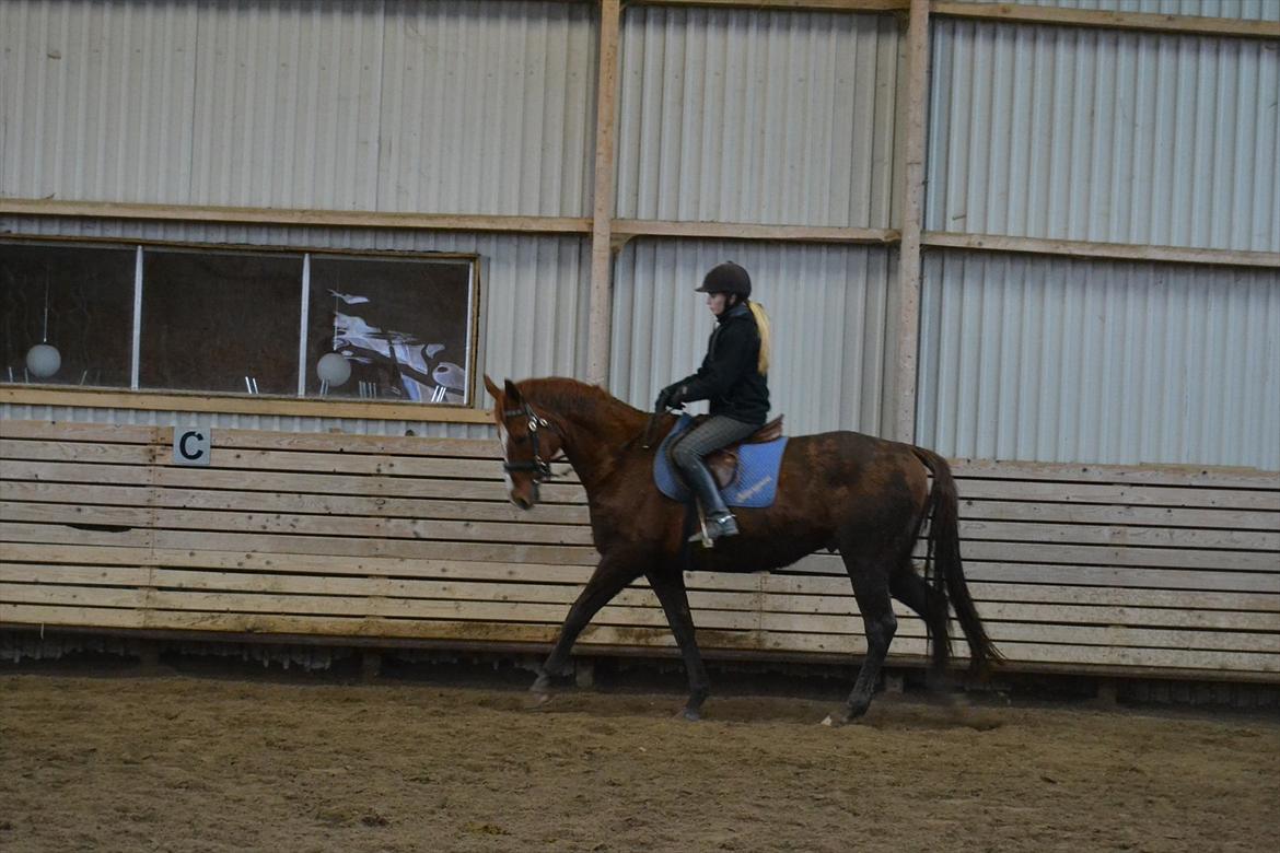 Anden særlig race Bonus himmel hest  billede 10