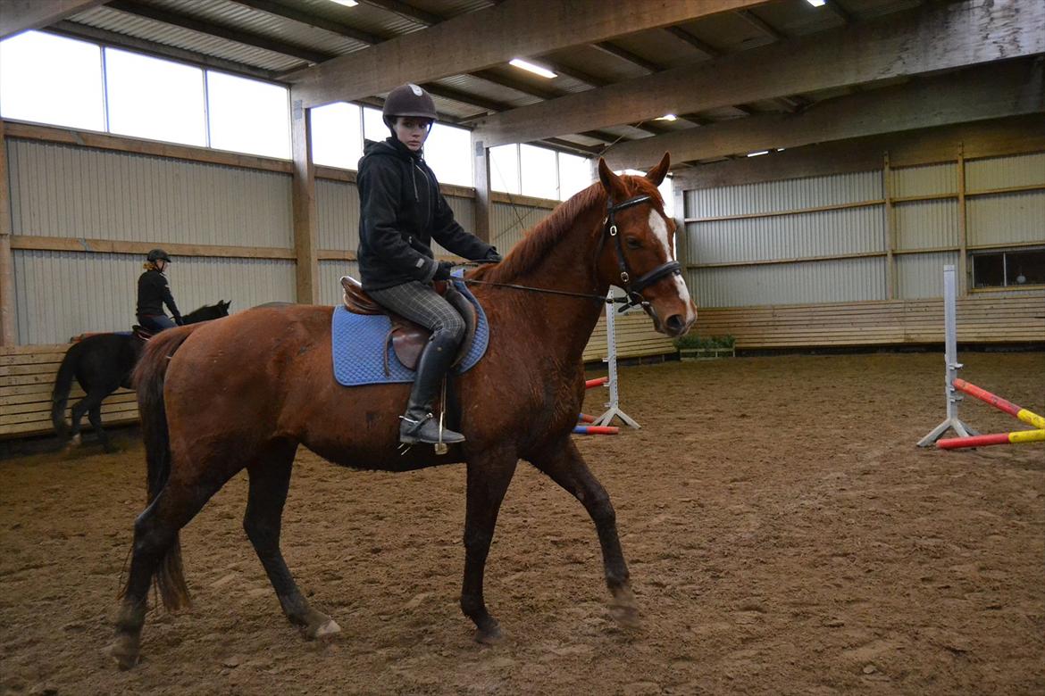 Anden særlig race Bonus himmel hest  billede 11