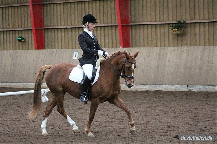 DSP Lindveds Musca - SRKS C-stævne La1, 1.plads  billede 2