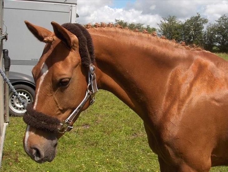 DSP Lindveds Musca billede 14