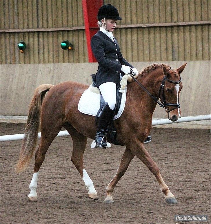 DSP Lindveds Musca - SRKS C-stævne, LA1 billede 6