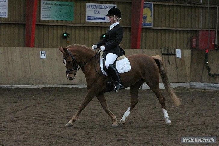 DSP Lindveds Musca - SRKS C-stævne LA1 billede 7