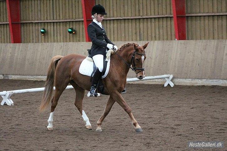 DSP Lindveds Musca billede 12