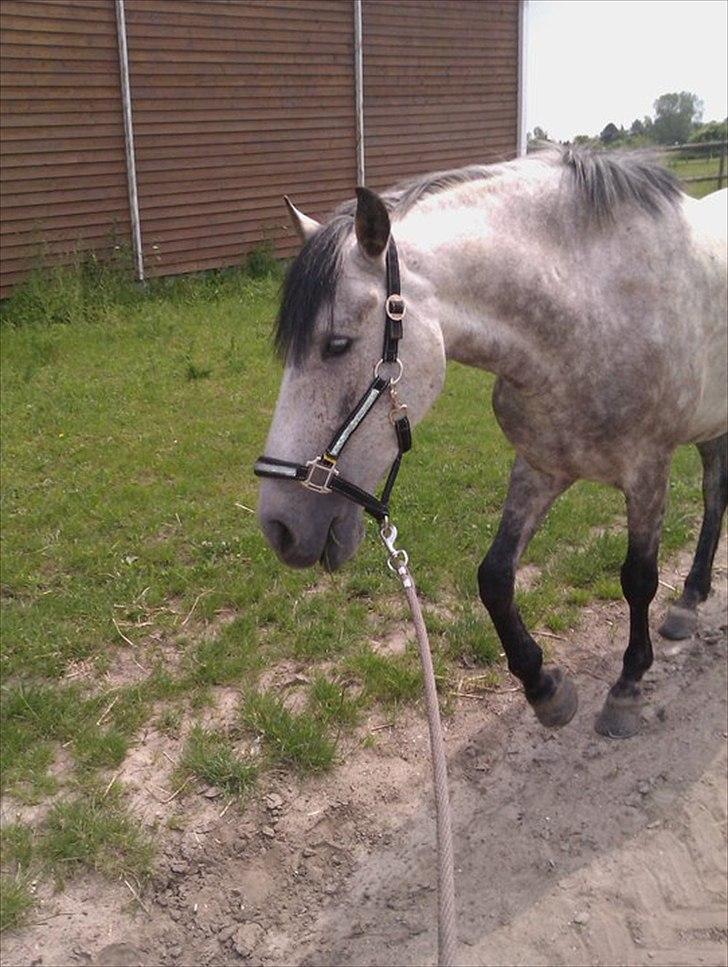 Hollandsk Sportspony MoonShine billede 14