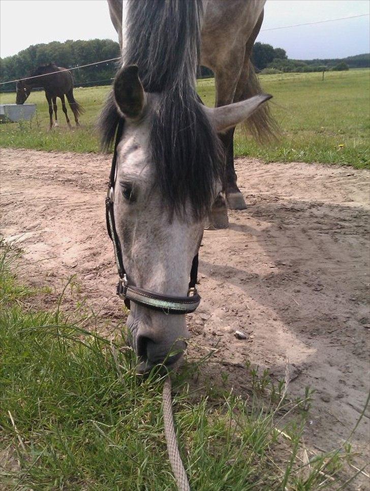 Hollandsk Sportspony MoonShine billede 16