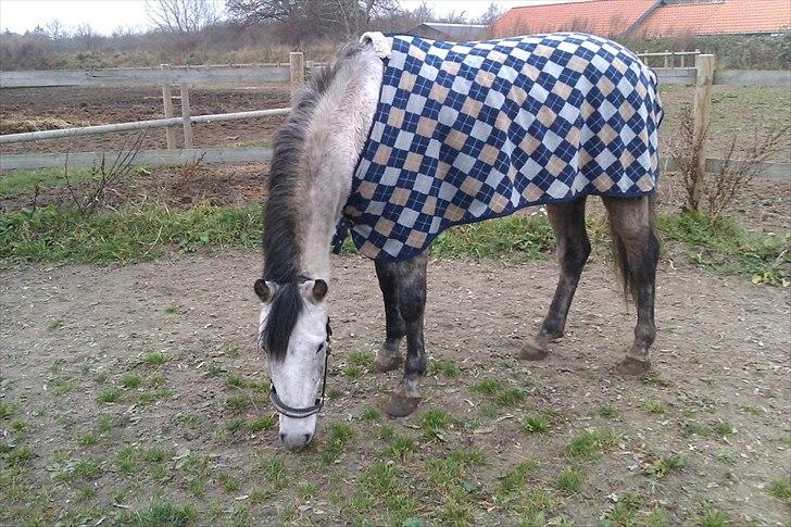 Hollandsk Sportspony MoonShine billede 19