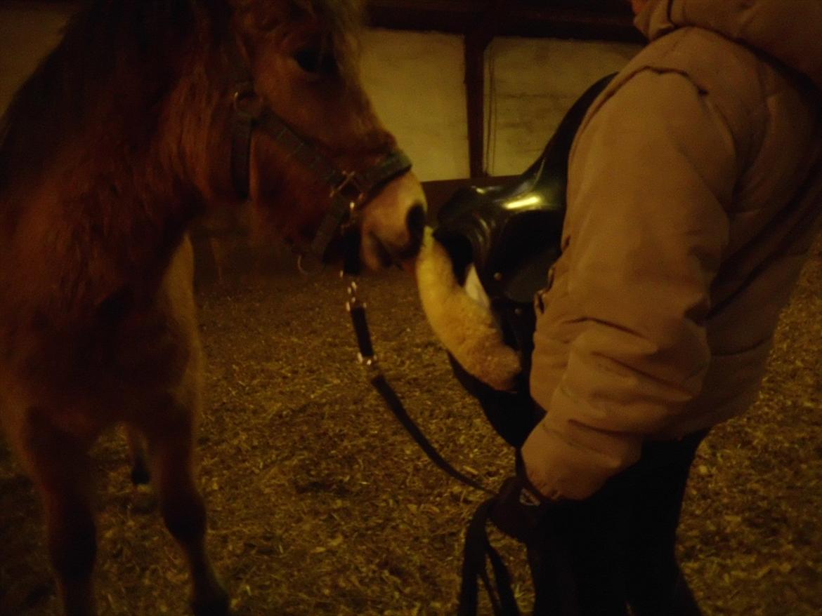 Anden særlig race Mandy - Mandy lugter sadlen ;O) billede 2