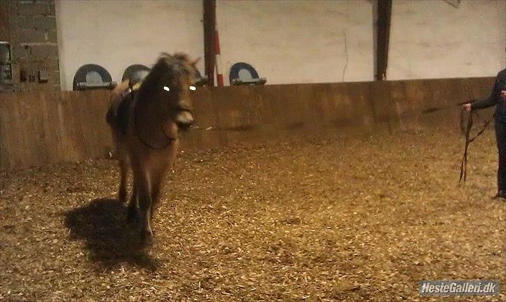 Anden særlig race Mandy billede 3