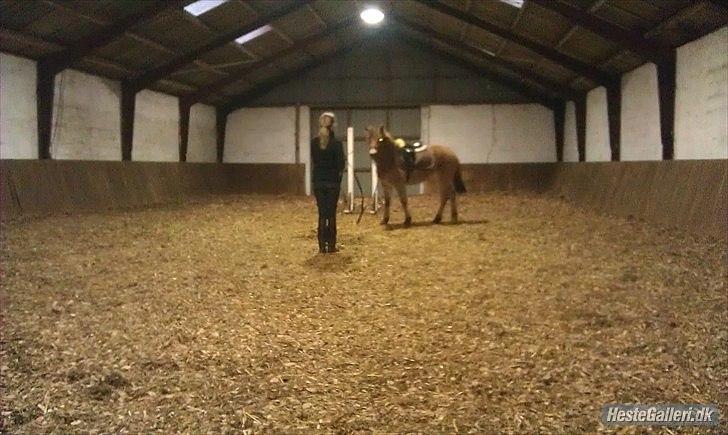 Anden særlig race Mandy - Storesøsteren træner med Mandy ;O) billede 4