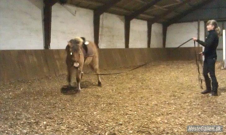 Anden særlig race Mandy billede 5