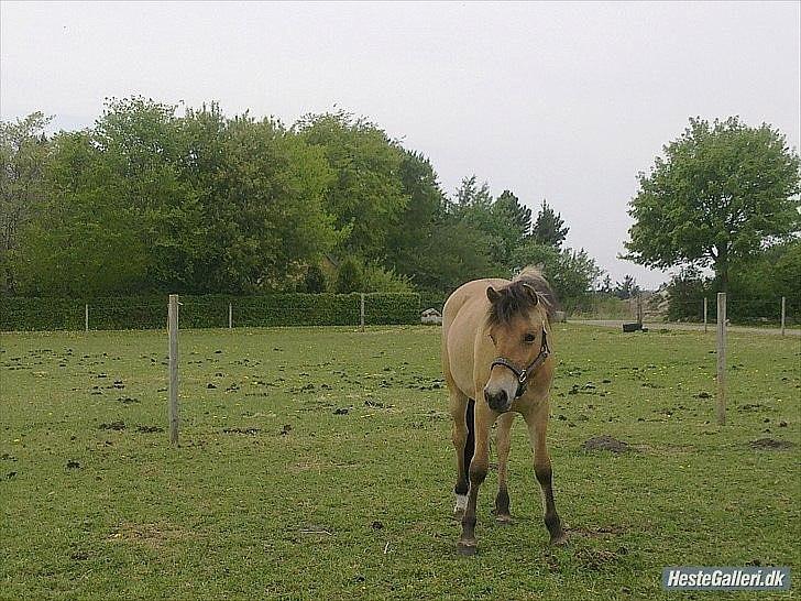 Anden særlig race Mandy billede 6