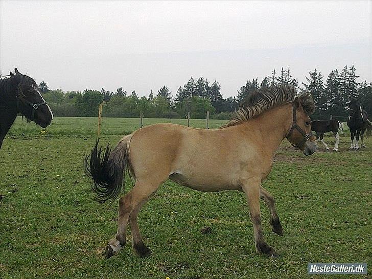 Anden særlig race Mandy billede 7