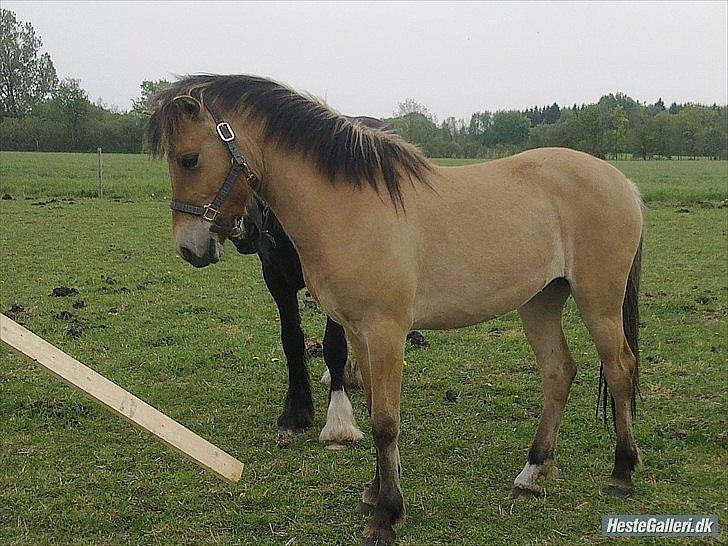 Anden særlig race Mandy billede 8