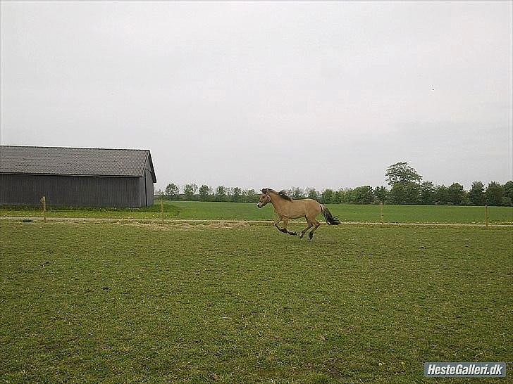 Anden særlig race Mandy billede 9