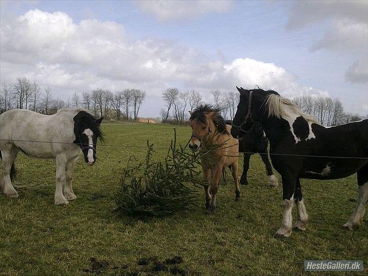 Anden særlig race Mandy billede 10