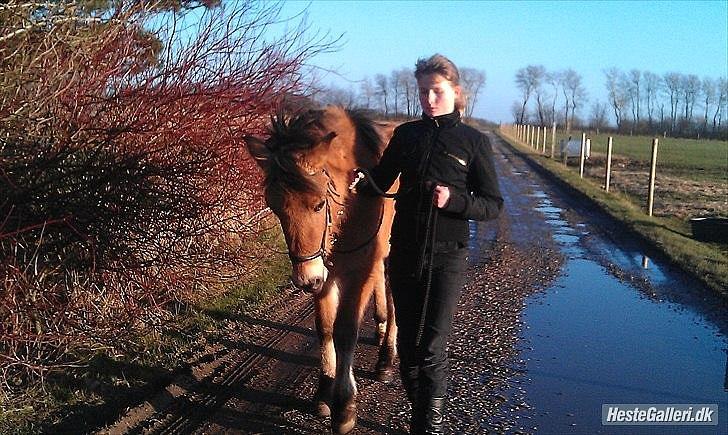 Anden særlig race Mandy billede 11