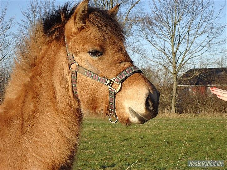 Anden særlig race Mandy billede 12