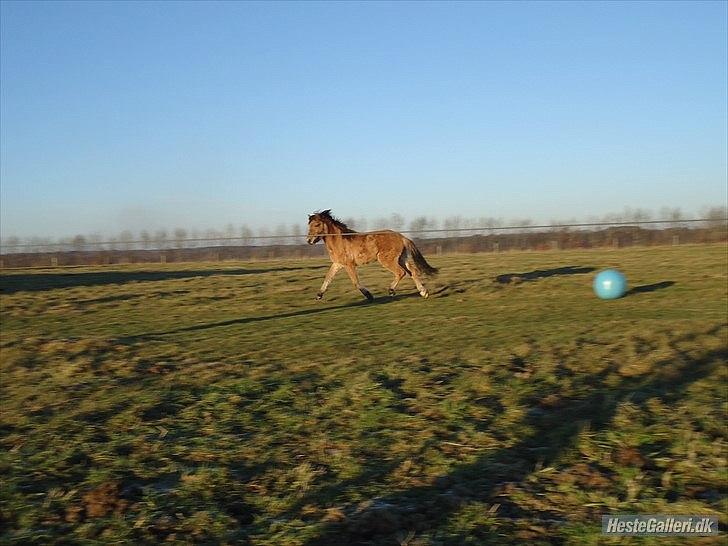 Anden særlig race Mandy billede 13