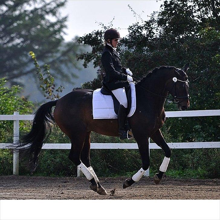 Dansk Varmblod Ibrahim billede 16