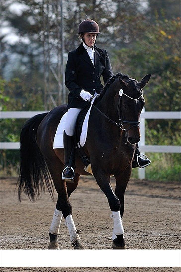 Dansk Varmblod Ibrahim billede 18