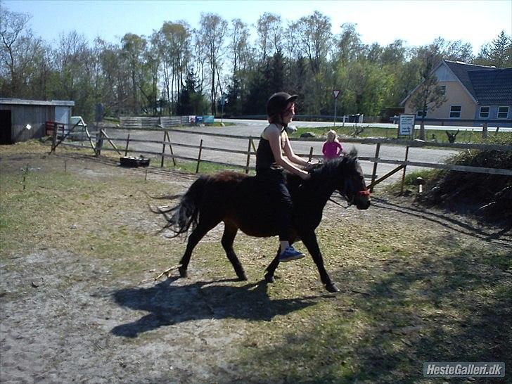 Shetlænder Tøzen - Velkommen til  Tøzen's profil :-) billede 1