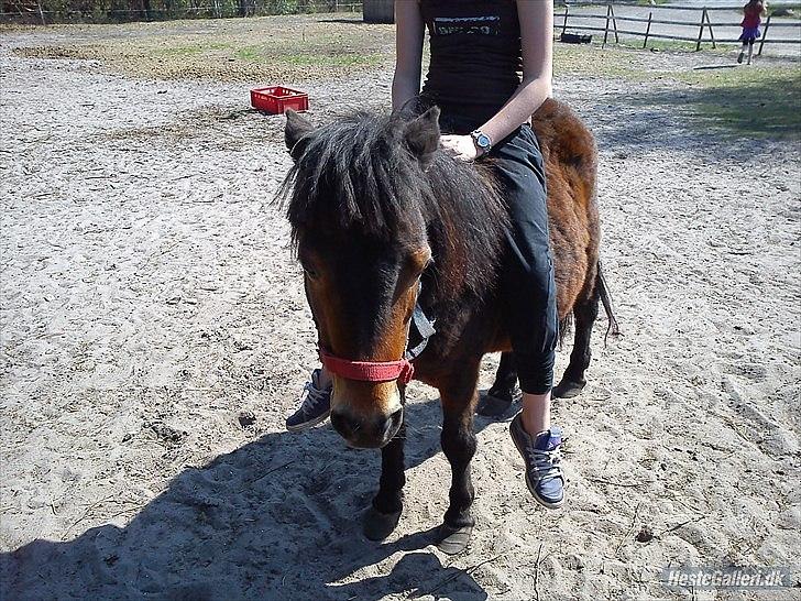 Shetlænder Tøzen billede 2