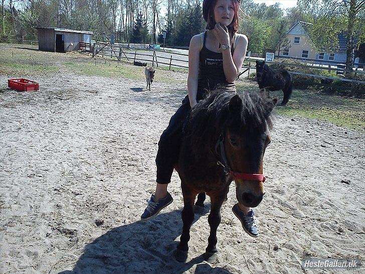 Shetlænder Tøzen billede 3