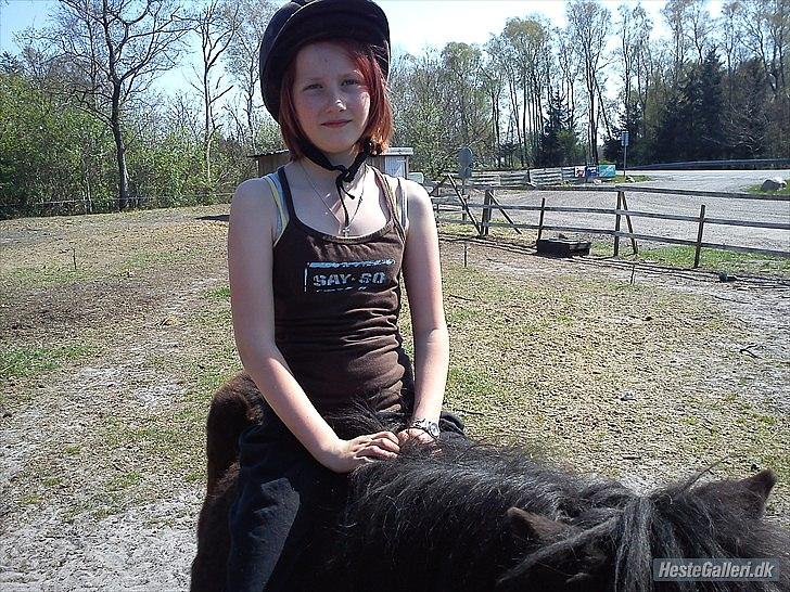 Shetlænder Tøzen billede 4