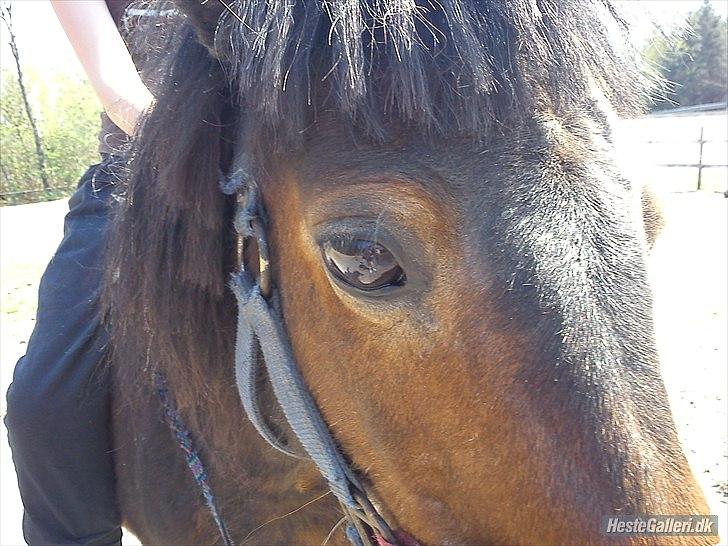 Shetlænder Tøzen billede 5