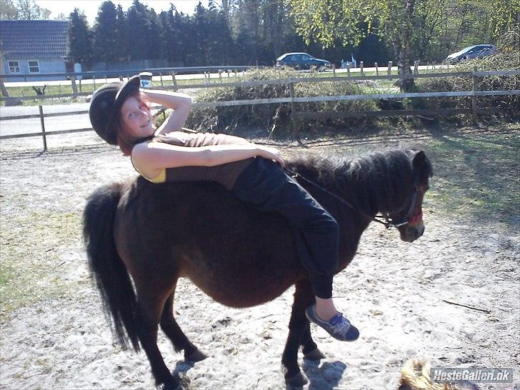 Shetlænder Tøzen billede 6