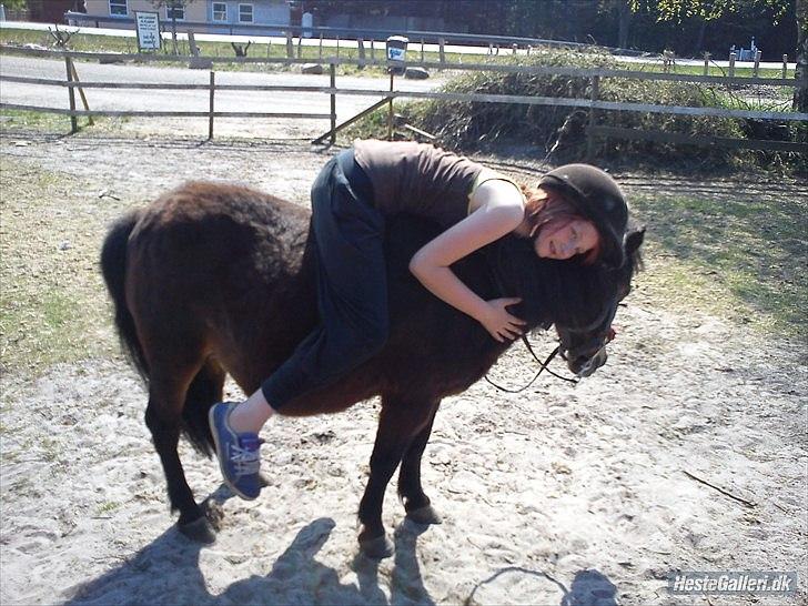 Shetlænder Tøzen billede 7