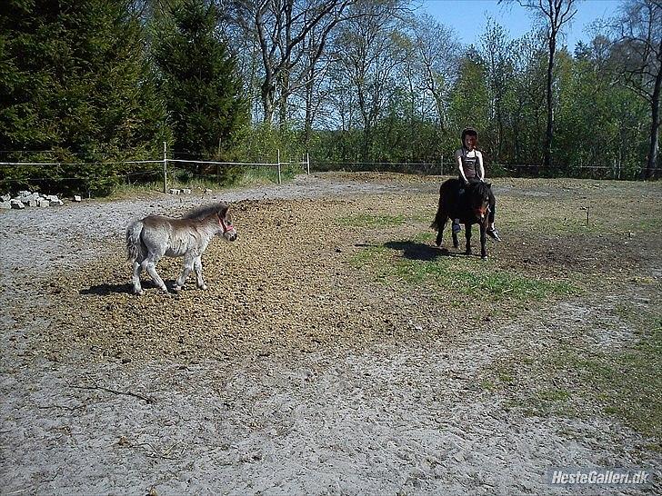 Shetlænder Tøzen billede 8