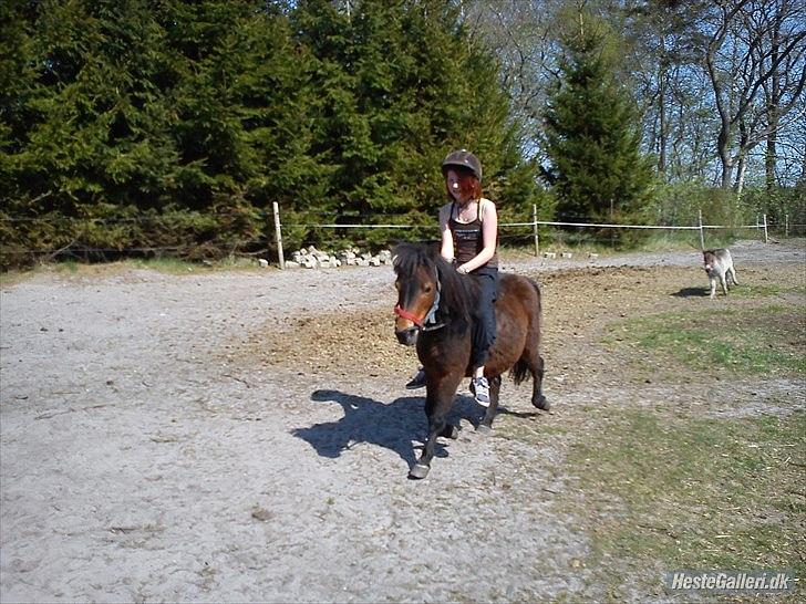 Shetlænder Tøzen billede 9