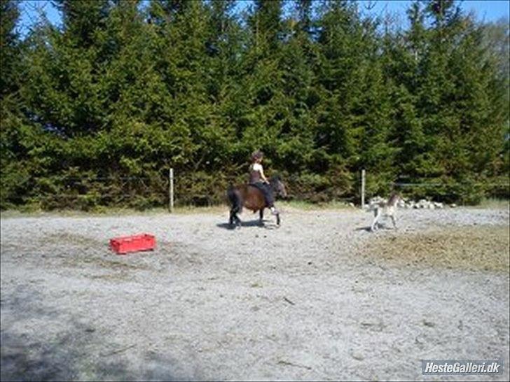 Shetlænder Tøzen billede 10