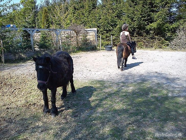 Shetlænder Tøzen billede 11