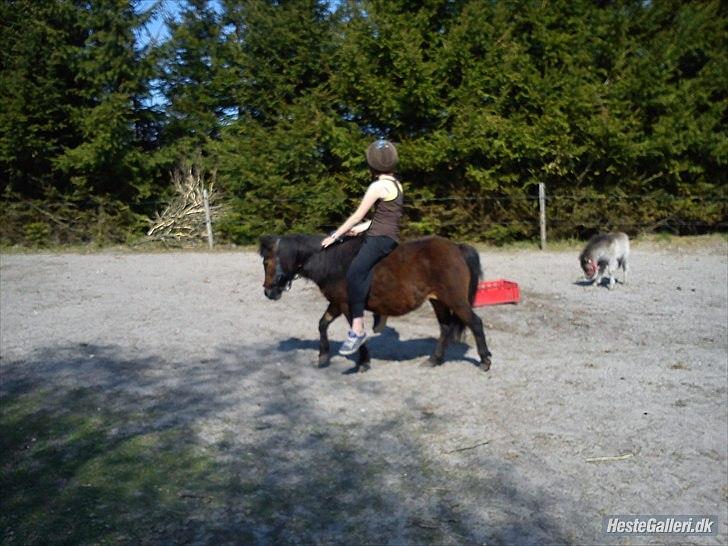 Shetlænder Tøzen billede 12