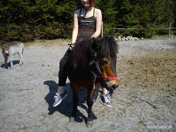 Shetlænder Tøzen - Hun fik smed få dage efter :-) billede 13