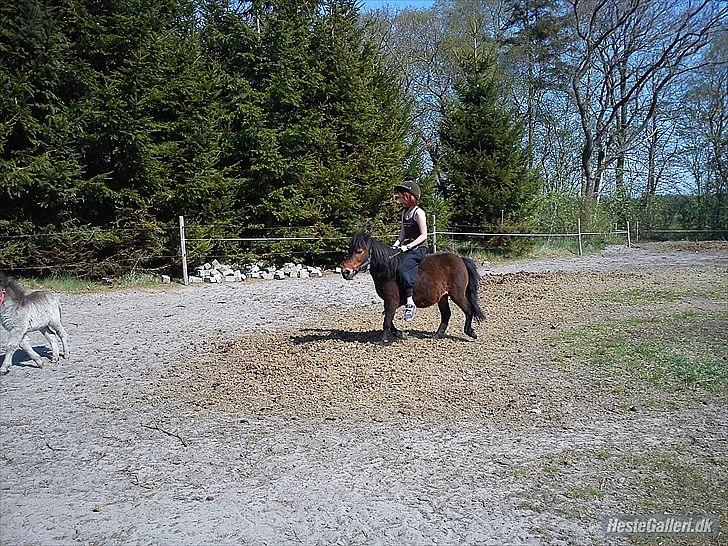 Shetlænder Tøzen billede 14