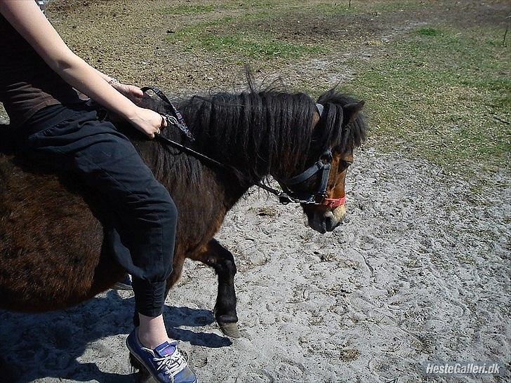 Shetlænder Tøzen billede 15