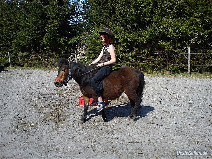 Shetlænder Tøzen billede 16