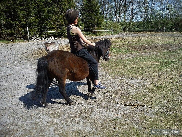 Shetlænder Tøzen billede 17