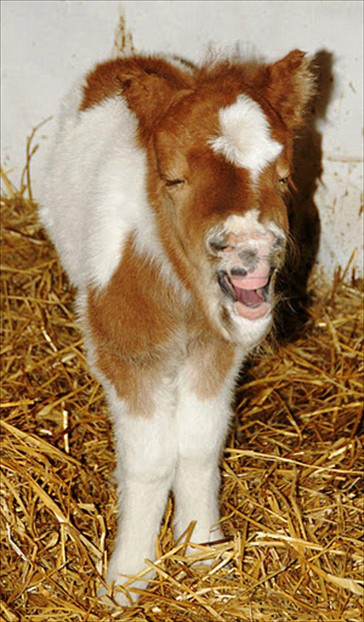 Shetlænder Haabet´s My Spot - Et veltilpas gab. billede 2