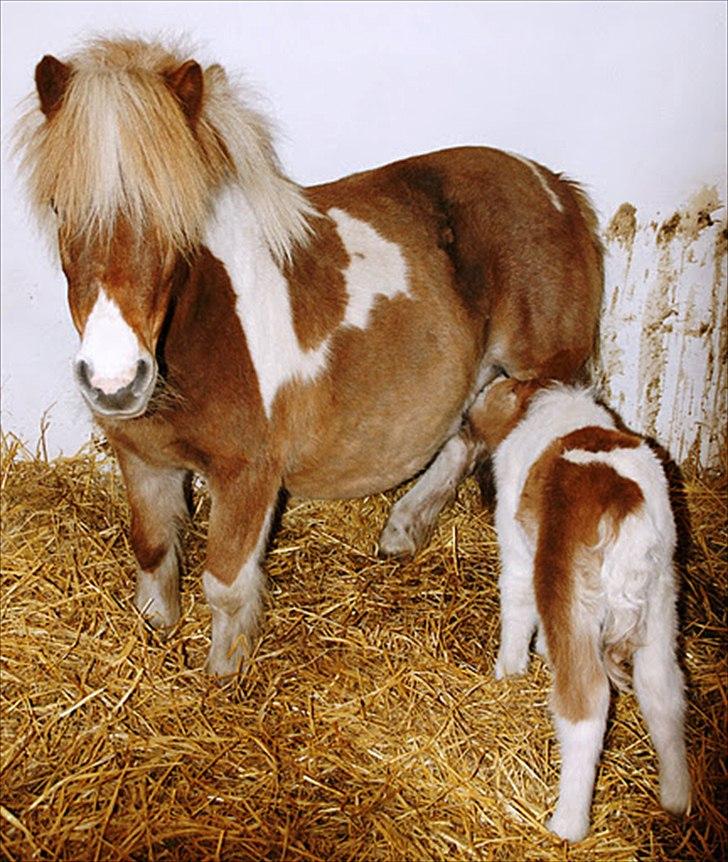Shetlænder Haabet´s My Spot - Uden mælk duer helten ikke. billede 3