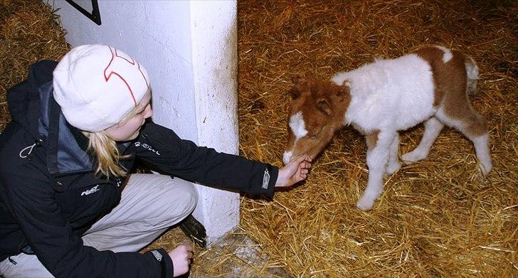 Shetlænder Haabet´s My Spot - Her hilser Trine på mig. billede 4