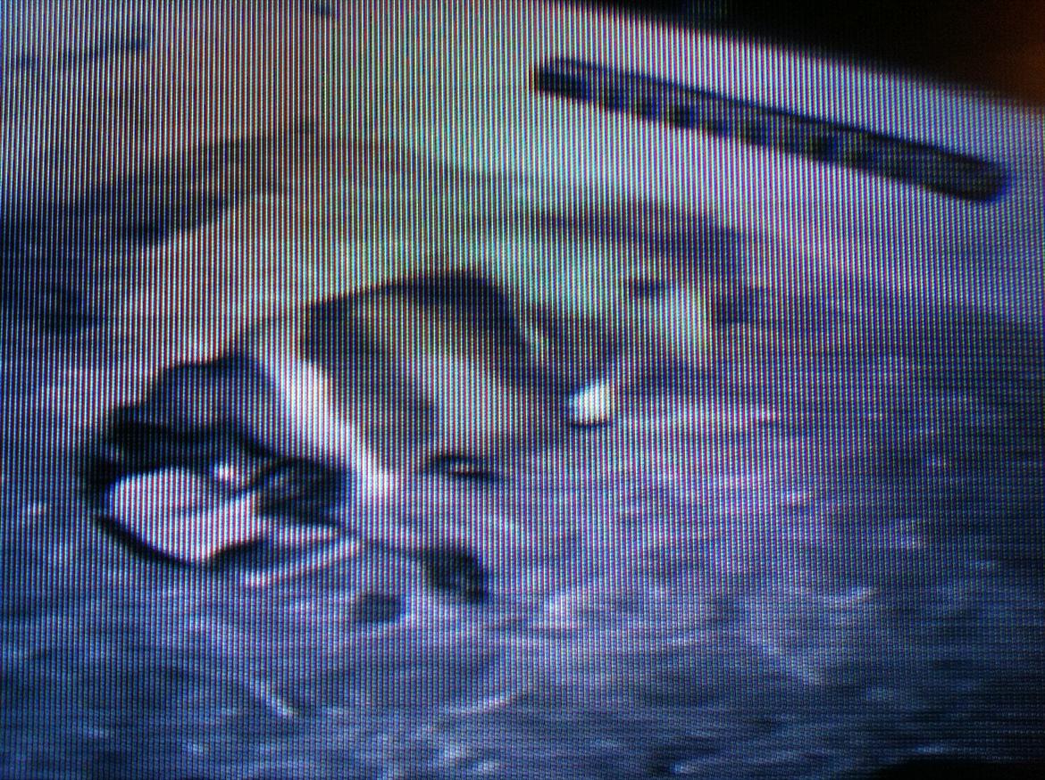 Shetlænder Haabet´s My Spot - Her kommer jeg ud.
Kvaliteten er dårlig, fordi billedet er taget af TV et med mobiltelefon. billede 5