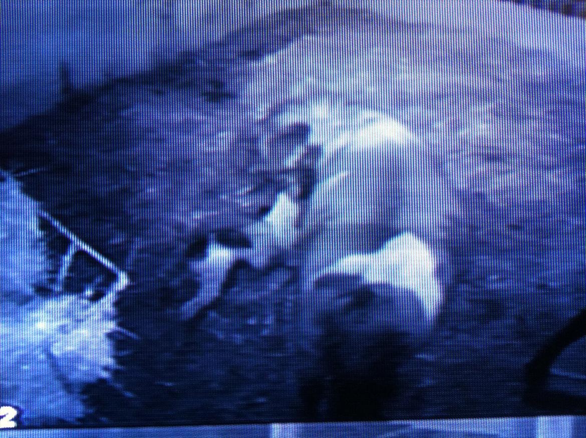 Shetlænder Haabet´s My Spot - Her er jeg første gang oppe at stå.
Kvaliteten er dårlig, fordi billedet er taget af TV et med mobiltelefon. billede 6