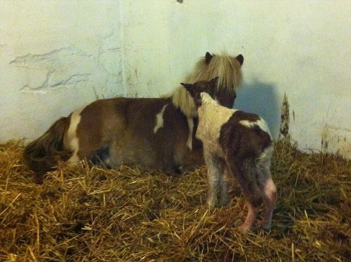 Shetlænder Haabet´s My Spot - Jeg er helt ny, og ingen ved endnu, at jeg er en lille dreng. billede 7