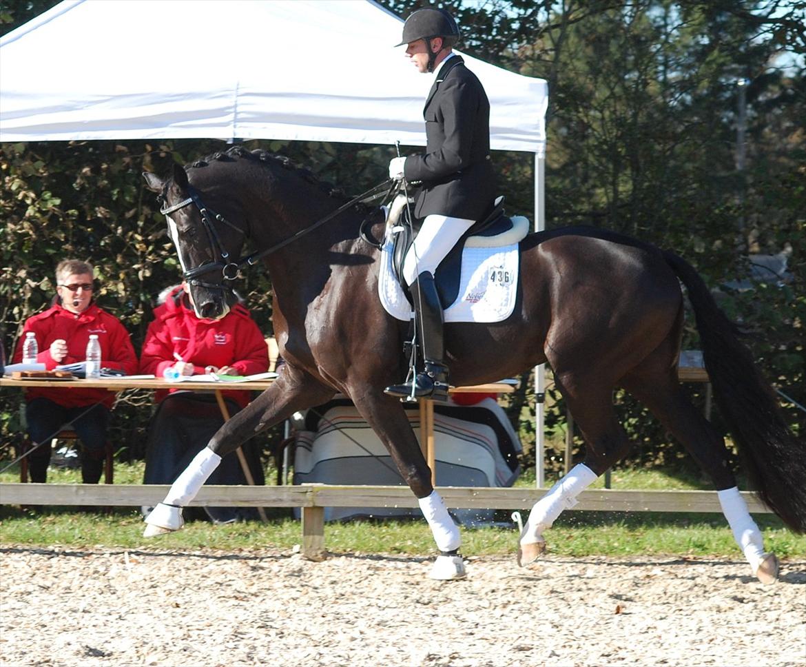Dansk Varmblod De Negro-WI - Egnethedstest 2011 billede 12
